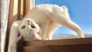  Funniest Cats and Dogs Videos  ||  Hilarious Animal Compilation №368