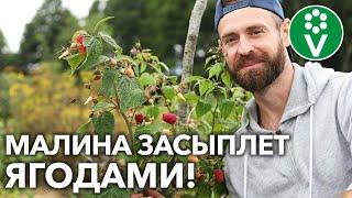 ВОТ КАК УСКОРИТЬ СОЗРЕВАНИЕ ЯГОД МАЛИНЫ! И без лишних хлопот!