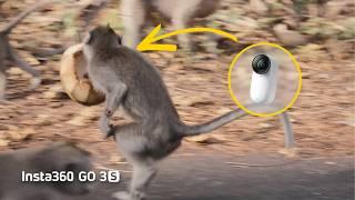 Insta360 GO 3S - Monkey STOLE My Tiny Camera (ft. Man from Earth)