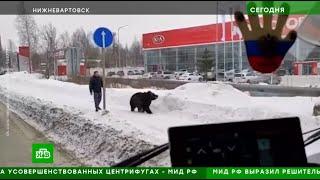 Медведь сбежал из клетки в Нижневартовске.