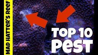 Top 10 Reef Tank Pest