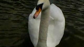 Der Schwan