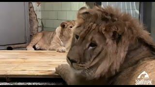 Свершилось!! Первое львиное свидание Север-Алая и Киары #animals #lion #животные #челябинск