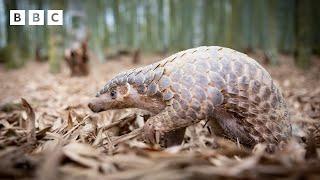 Pangolin faces an army of ants! | Big Little Journeys - BBC
