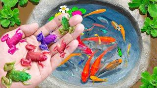 Amazing Fishing Catch More Colorful Frogs In Tiny Pond, Angel Fish, Phoenix Fish, Koi Fish, Sailfish