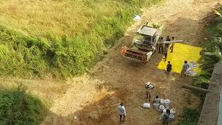 The Village Side Of Goa, Mandrem | Crop Harvesting By Locals - 2 | HBL #16