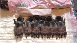 Line of sleeping  puppies (pugs) / Уснувший в ряд мопсов отряд