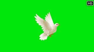 GREEN SCREEN Dove birds Flying effects HD No copyright  | chroma key dove pigeon