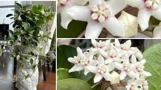 Hoya Australis blooms, blooms, blooms