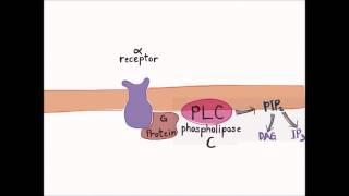 Elizabeth La and Jennifer La: Dr. Wilk, Cell Physiology 3301 Creative Project