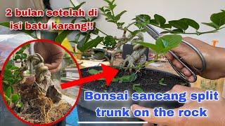 Proses bonsai sancang on the rock split trunk 