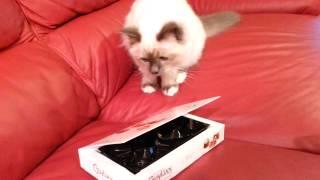 Birman kitten vs chocolates