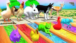 Pet Animals Crossing Fountain with Elephant, Duck, Rooster, Rabbit, Cat Wild Animal Transform Game