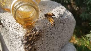 A simple video of bees feeding 4K 60Fps