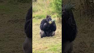 Watch this silverback enjoy a pineapple in his garden! #gorilla #asmr #mukbang #eating