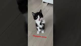 #shortvideo #shortsvideo #tiktok #круто #подпишись