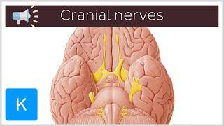 Cranial nerves: pronunciation and overview | Anatomical Terms Pronunciation by Kenhub