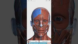 Visual Anatomy 3D - Facts about the Frontal belly of occipitofrontalis muscle