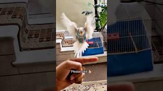 Successful Flight and Landing Of The Tame Budgie