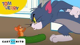 Tom și Jerry | Castravetofobia | Cartoonito