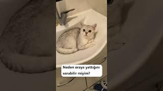 Tatlış Kedi Ürünleri İçin Link Bio'da!