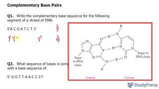 Complementary Base Pairs in DNA and RNA