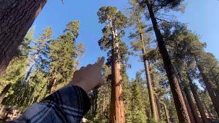 Walking among GIANTS in SEQUOIA NATIONAL PARK