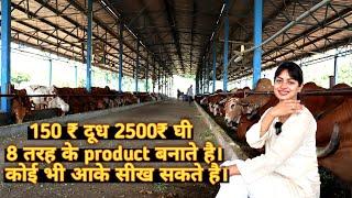 250 देसी गायों का डेयरी फार्म। Desi cow dairy farm । Dairy farming in India।India farming management