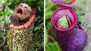 Craziest Plants That Eat Animals