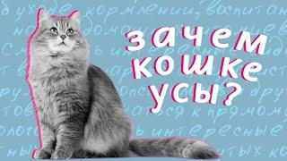 Зачем кошке усы?