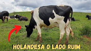 Essa é a maior DESVANTAGEM da raça HOLANDESA