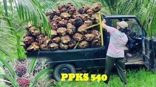 panen kelapa sawit ppks540 meledak dorrr