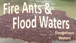 Fire Ants in Flood Waters -Warning Water Hazard-