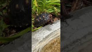 Brazilian cherryhead tortoise #tortoise #cherryhead #redfoot #tort #reptiles