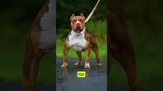 Top 5 Dogs with the Scariest Barking Sounds  #shorts #dogs #pitbull