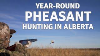 How to Hunt Game Birds in Alberta All Year - Pheasant hunt at Wessex Game Birds