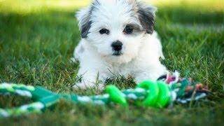 Maltese Shih Tzu (Shitzu) Puppy Meets Bunny Rabbit