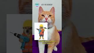 Divertida recopilacion de los mejores momentos de humor con mis gatos DviertiCats