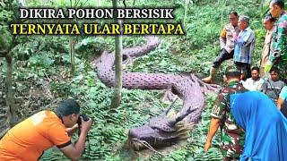 Geger !! Dikira Batang Pohon Bersisik Ternyata Ular Naga Bertapa