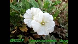 Коренастый сорняк. Вьюнок полевой /Chunky weed. Field bindweed.