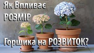 Як Впливає РОЗМІР Горшика на РОЗВИТОК Волотистої Гортензії на Прикладі Саджанців Сорту Bee Green