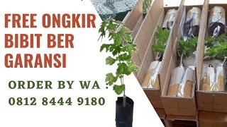 Riview JUAL BIBIT ANGGUR IMPORT DI JAKARTA