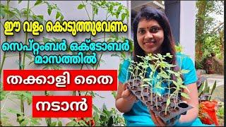 ഈ വളം കൊടുത്തുവേണം സെപ്റ്റംബർ ഒക്ടോബർ മാസത്തിൽ തക്കാളി തൈ നടാൻ | Tomato planting important tips