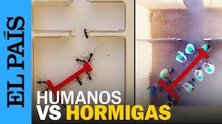 HUMANOS CONTRA HORMIGAS: el experimento del laberinto | EL PAÍS