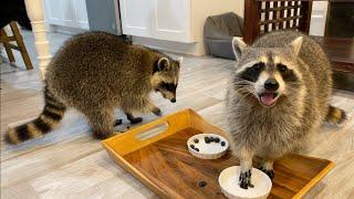 Raccoons Rate Breakfast Foods!