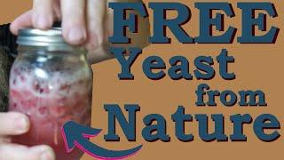 How to harvest wild yeast For making Moonshine