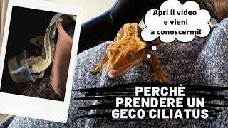 Vuoi un GECO CILIATUS? Ecco 5 motivi per cui devi averlo