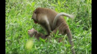 Mak king Monkey& King loki monkey Daily,The Mak Monkey Meet mom Monkey on the Grass ,MH 22