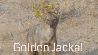 Golden Jackal sound call / תן מילל