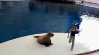 walrus dancing to a micheal jackson song
